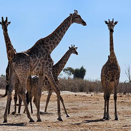 Xhabe Safari Lodge Chobe Muchenje Екстер'єр фото