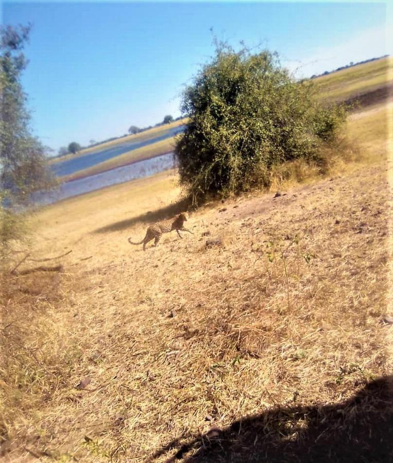 Xhabe Safari Lodge Chobe Muchenje Екстер'єр фото