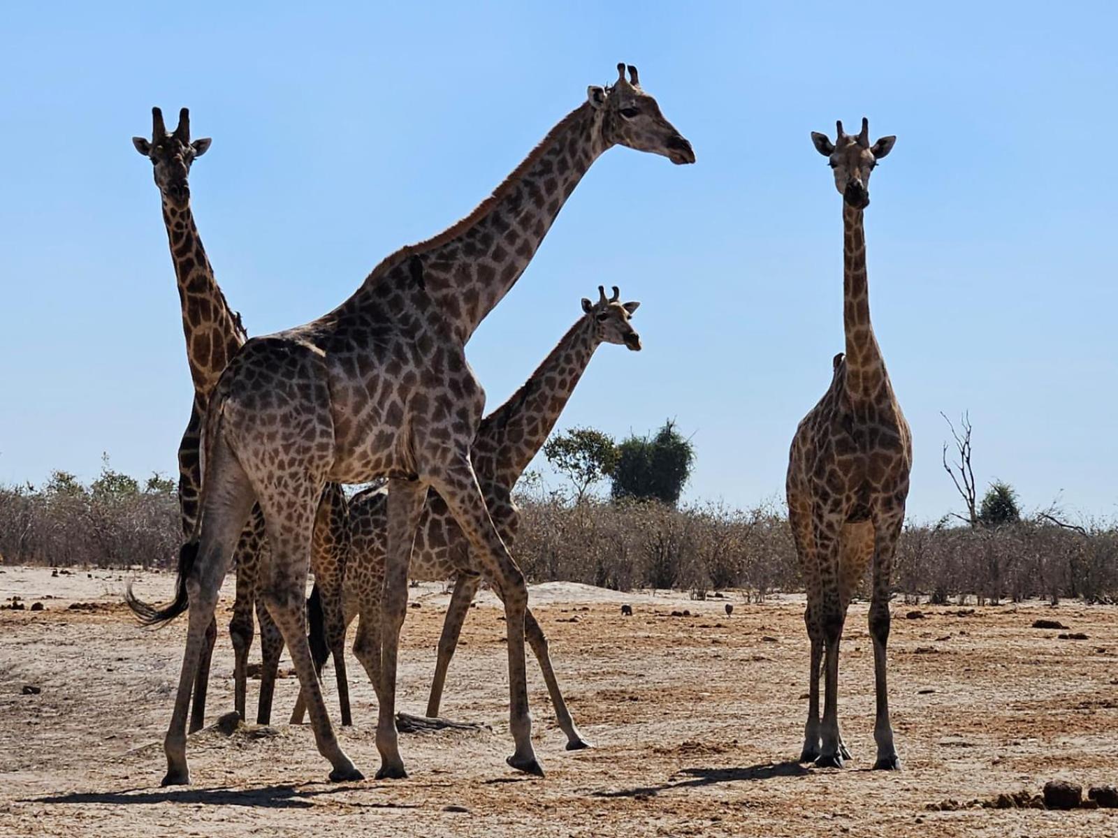 Xhabe Safari Lodge Chobe Muchenje Екстер'єр фото